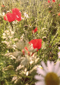Coquelicots et douceur estivale en fleurs